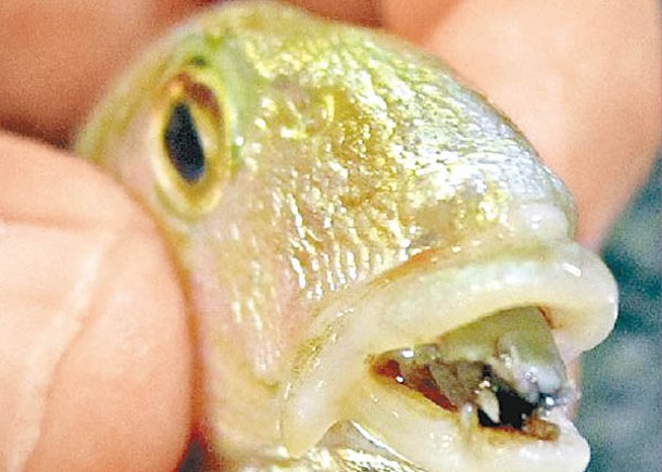 縮頭魚蝨會依附在魚舌的肌肉上取而代之。