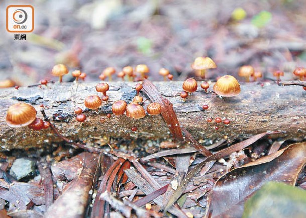 長在枯木上的小皮傘與迷幻蘑菇相似，本港過去曾發生至少兩宗誤採該菇中毒個案。