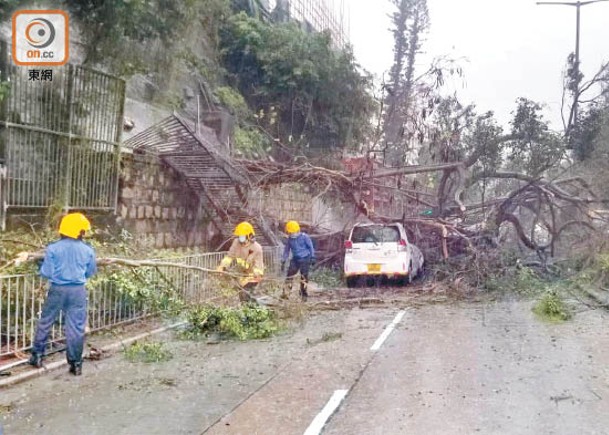 九龍塘：大樹塌下壓毀欄杆及私家車。（胡德威攝）