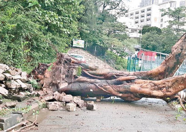 牛池灣街一棵逾10米高大樹不堪風吹雨打倒下。