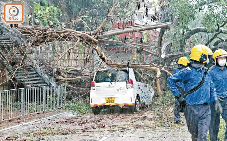 早前熱帶風暴襲港，有大樹倒塌壓毀私家車。