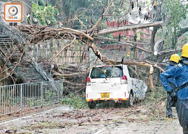 早前熱帶風暴襲港，有大樹倒塌壓毀私家車。