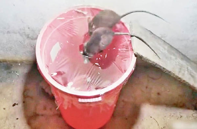 水桶放入鼠餌，再封上保鮮紙，老鼠難以逃逸。