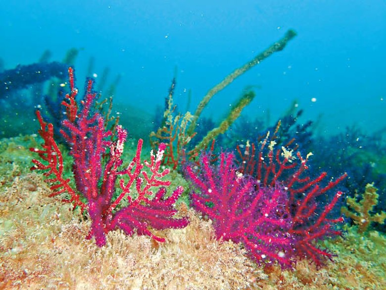 團隊首次在海岸公園南面水域，發現一大片俗稱軟珊瑚的八放珊瑚。<br>（海洋污染國家重點實驗室提供圖片）