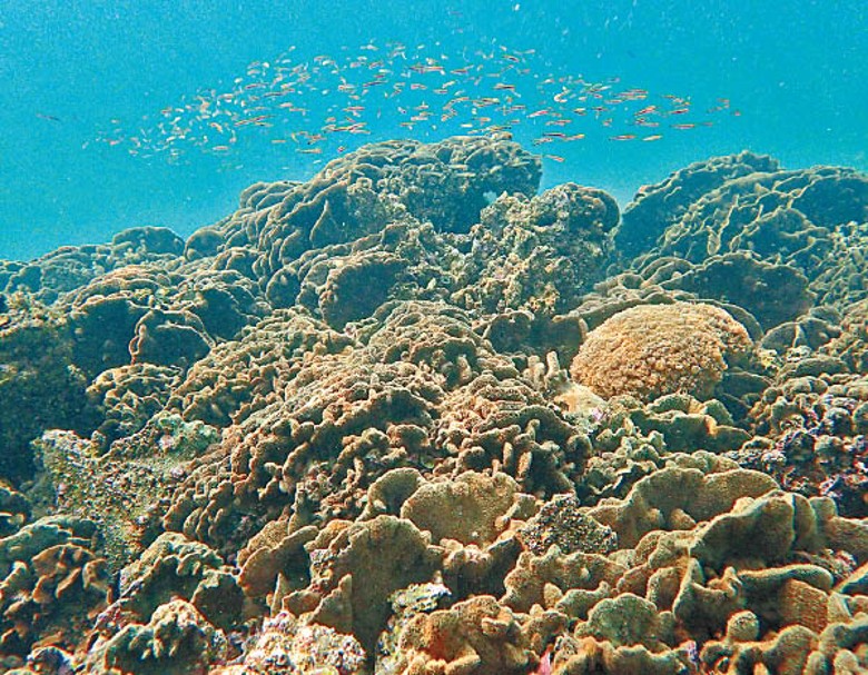 團隊發現硬珊瑚群的面積，較現時政府劃出的「核心區」大約1.3倍。