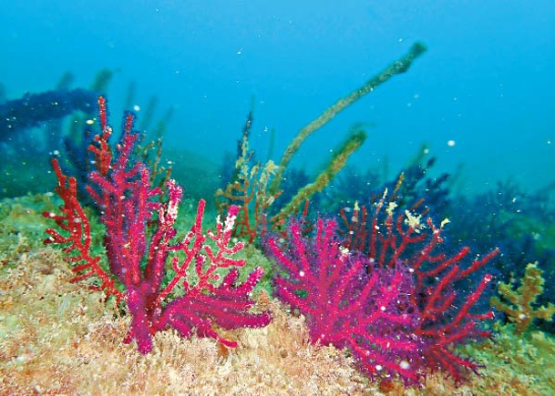 團隊首次在海岸公園南面水域，發現一大片俗稱軟珊瑚的八放珊瑚。<br>（海洋污染國家重點實驗室提供圖片）