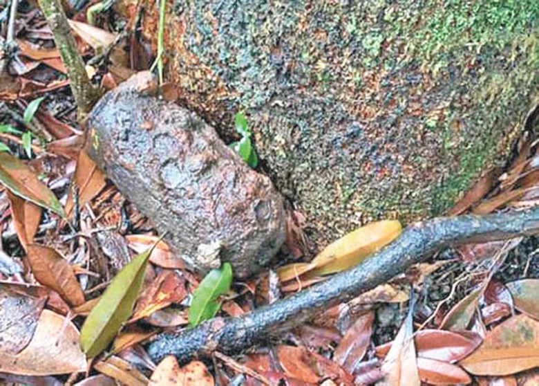 山坡發現的日本98式手榴彈。