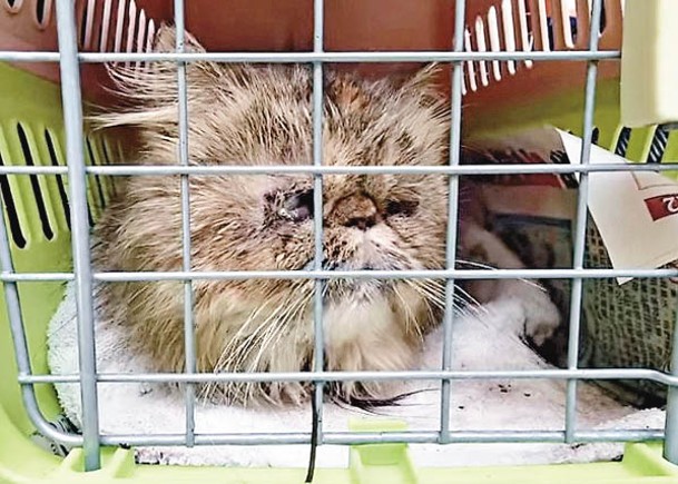 疑被棄引水道  6貓貓獲救
