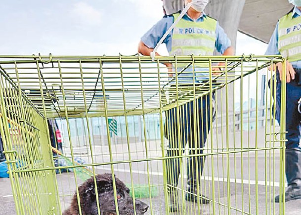 唐狗誤闖粉嶺公路  義工追一公里救走