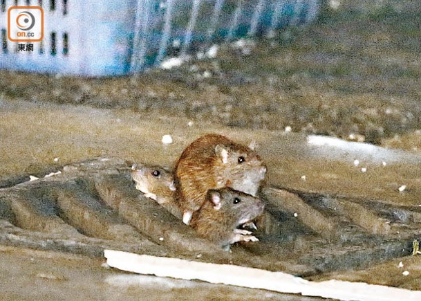 本港鼠患問題嚴重，多區受害。