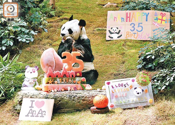 大熊貓安安35歲  食冰蛋糕慶生
