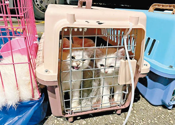 水警截走私艇 檢28貓狗 拘內地漢