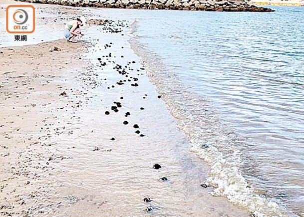沙灘在6月曾出現海膽。