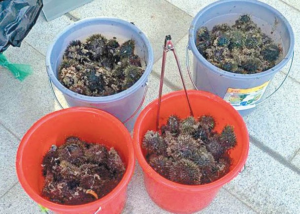 泳灘收集的海膽多到裝滿4個水桶。