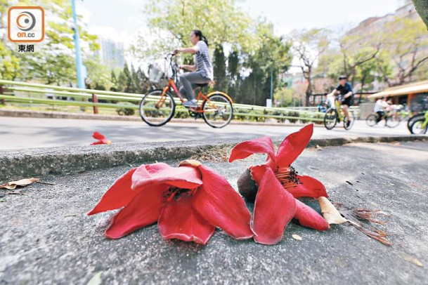 有患者路過有木棉樹的公園便會誘發哮喘。