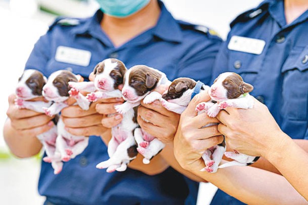 6隻萌爆史賓格犬於6月出生。