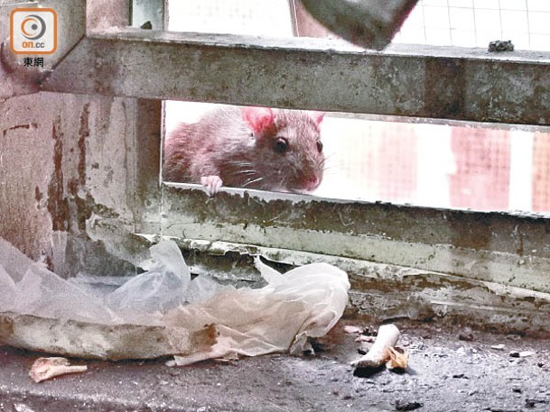 舊樓鼠患嚴重恐播疫。