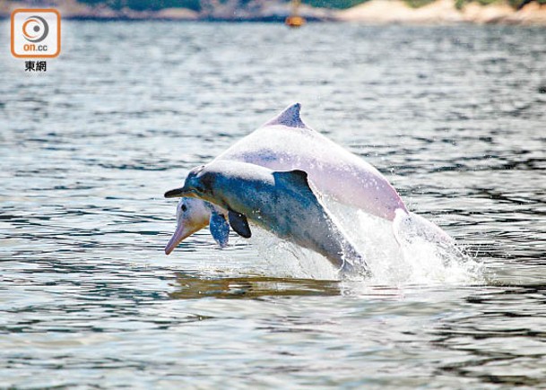 港中華白海豚數目  17載暴跌逾八成