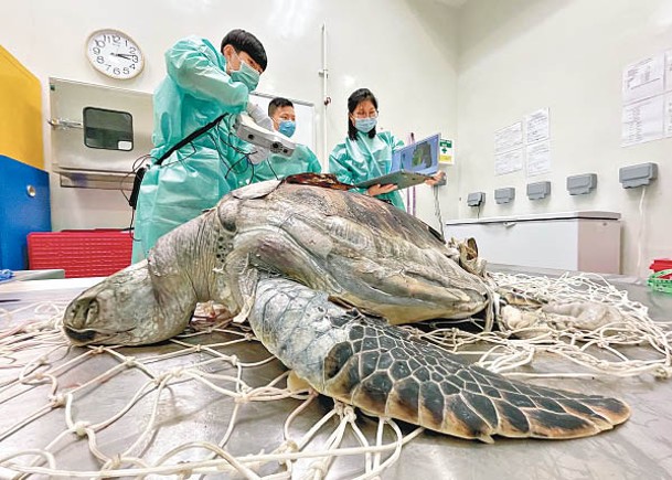 綠海龜屍體被送城大作解剖。（海洋動物影像解剖研究組）