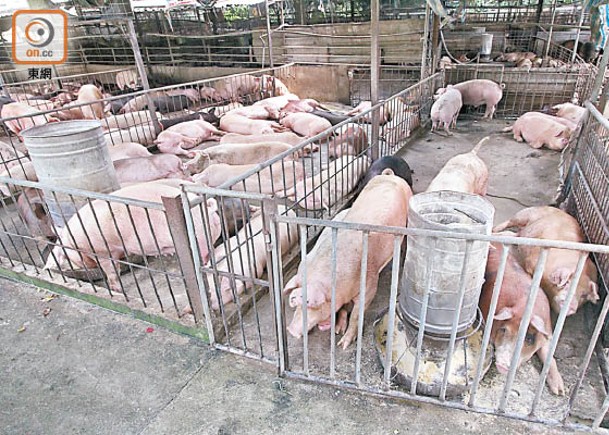 本地豬農憂家豬受非洲豬瘟感染，隨時損失慘重。