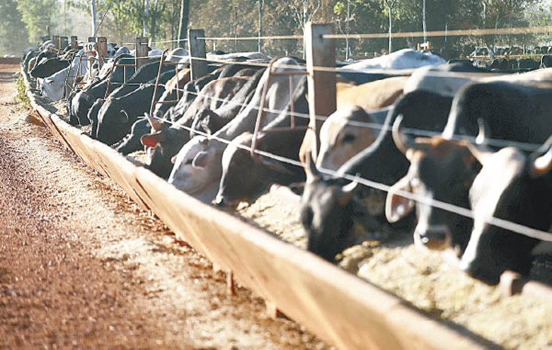 巴西兩間肉類處理廠日前發現有牛隻感染非典型瘋牛症。