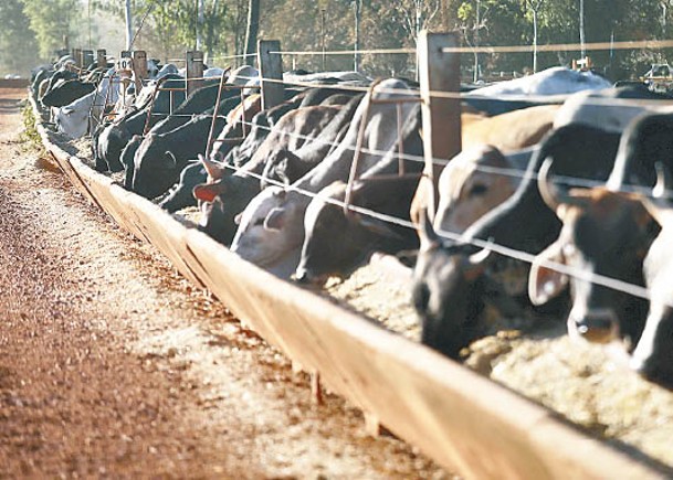 巴西兩間肉類處理廠日前發現有牛隻感染非典型瘋牛症。