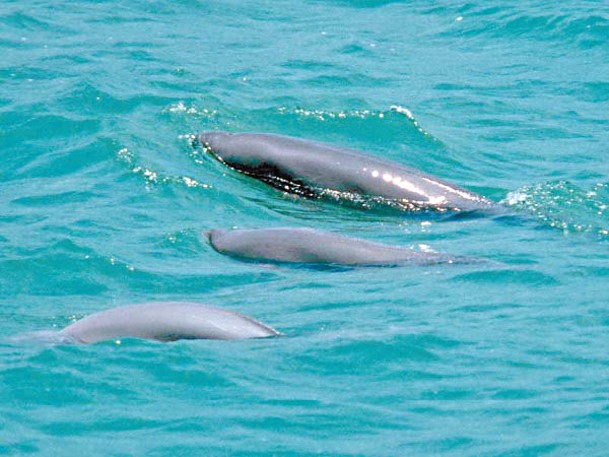 環境許可證本為確保附近棲息，被列為「易危」的江豚得到保護。