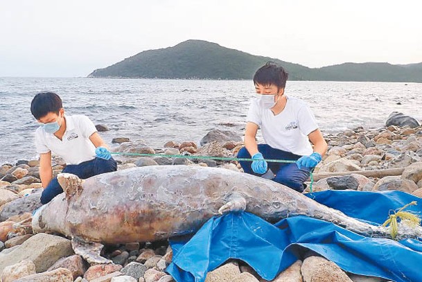 今年4月，大嶼山塘福泳灘發現中華白海豚屍體。