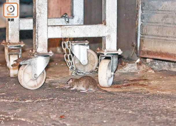 深水埗北河街鼠患嚴重，有肉店門外引來老鼠。