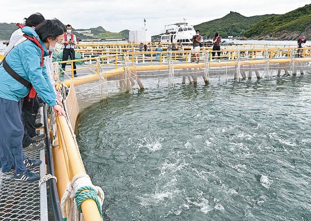本港首個深海網箱養殖示範場位於東龍洲。