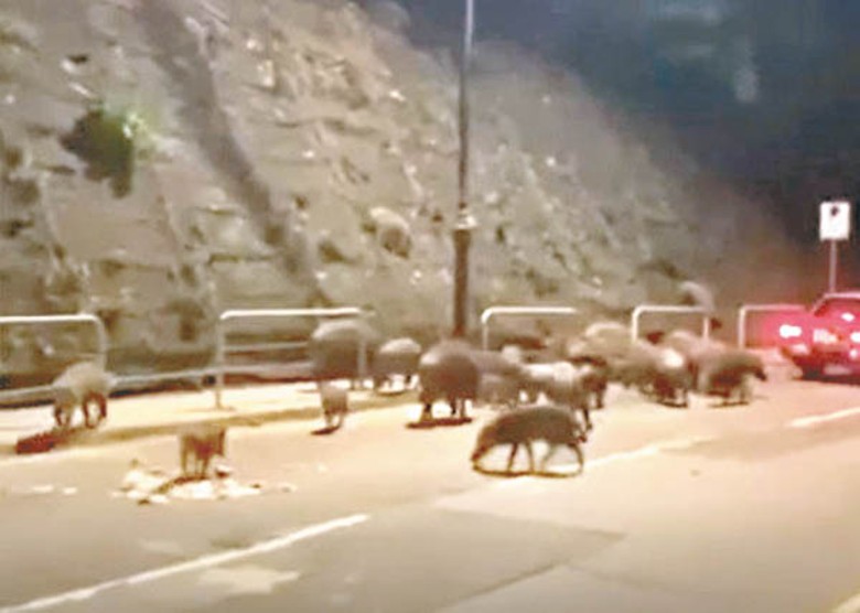 野豬數量龐大佔據了大半行車線。