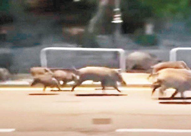 多隻野豬全速奔跑。
