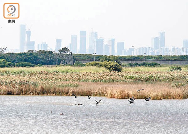 向濕地綠化帶埋手  覓地起樓