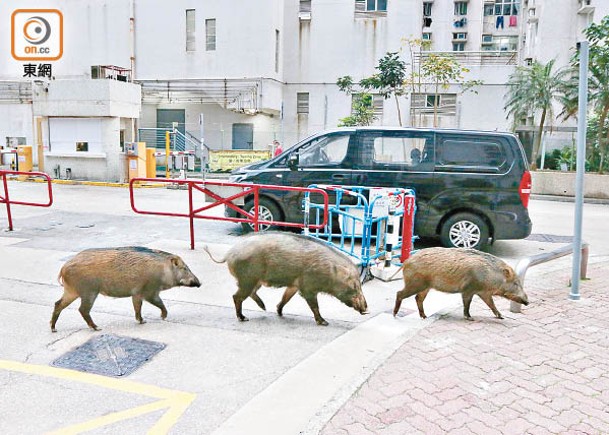 野豬經常於市區出沒。