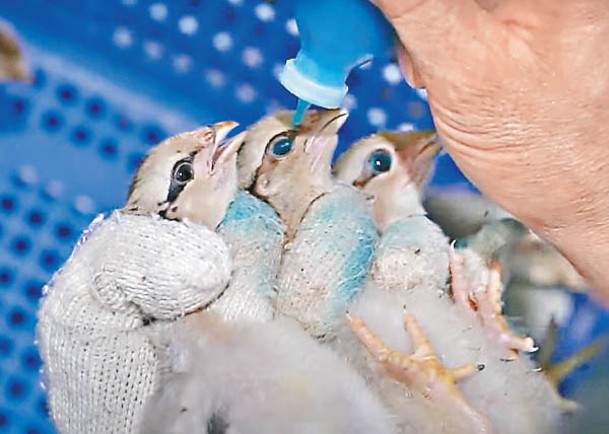 雞仔要接受滴眼疫苗。