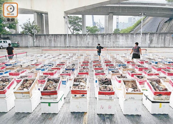 海關在聯合反走私行動中檢獲大批龍蝦。