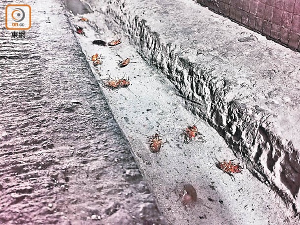 灣仔：居民反映後巷蟑螂眾多，逾十隻陳屍地上。