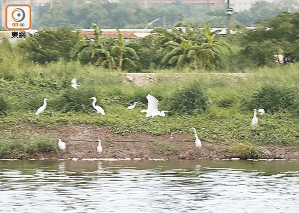 濕地是不少禽鳥的棲息地。
