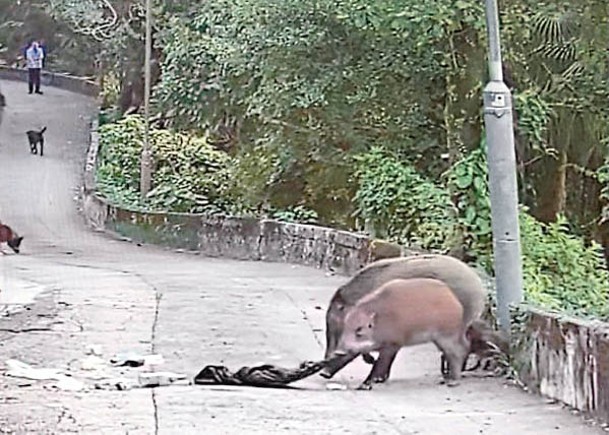 山頂近日頻頻有野豬出沒，居民飽受滋擾。（受訪者提供）