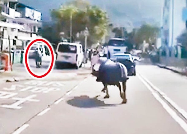 大嶼山車Cam直擊：兩隻水牛追逐出馬路，繼而衝上行人路（紅圈示）。