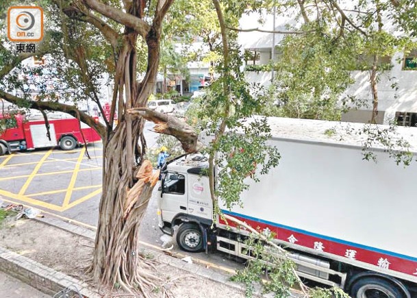 樹椏被貨車撞斷，並擱在駕駛室頂。（林耀康攝）