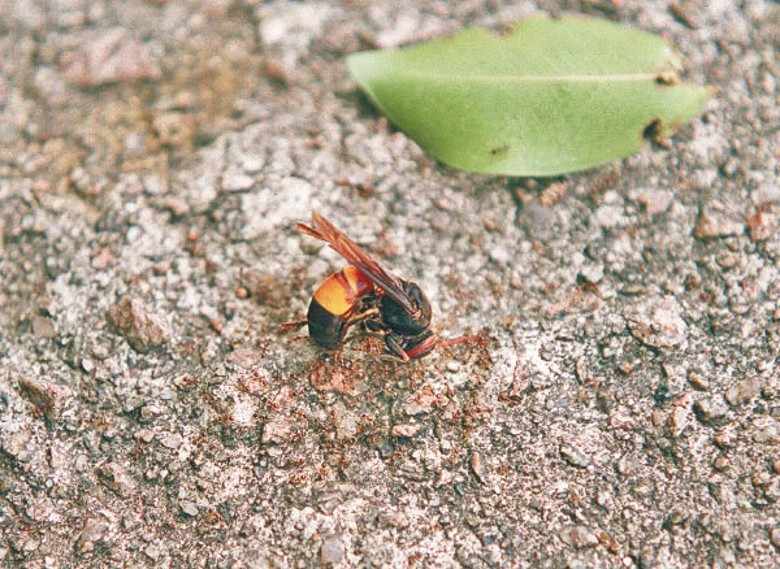 黑蜂毒性較強，被螫傷可致命。