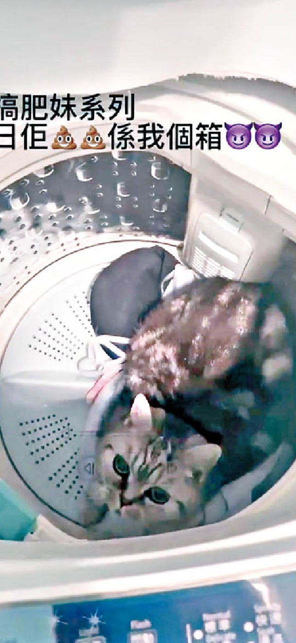 被告涉嫌將貓放入洗衣機。