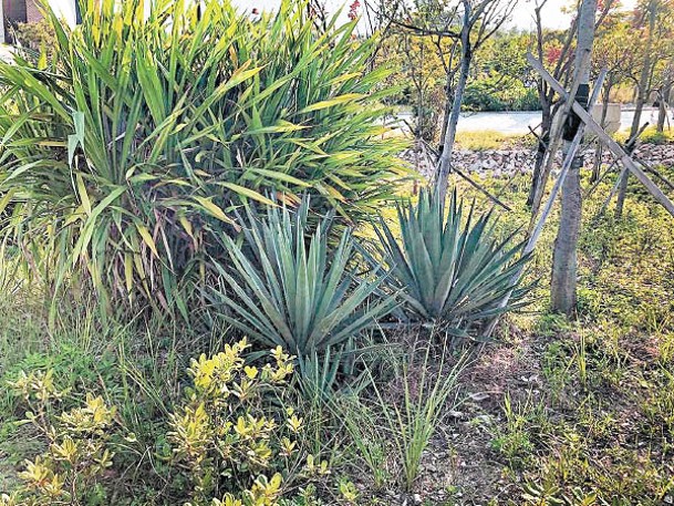 西九文化區曾種植大批鋒利的龍舌蘭科植物。（受訪者提供）