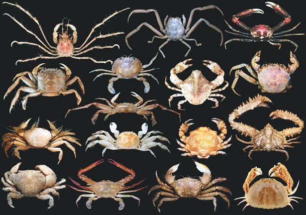 研究團體深入研究後發現本港海床新增16種底棲蟹。<br>（受訪者提供）