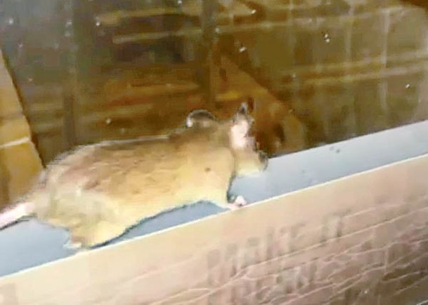 老鼠於玻璃窗旁肆意走動。