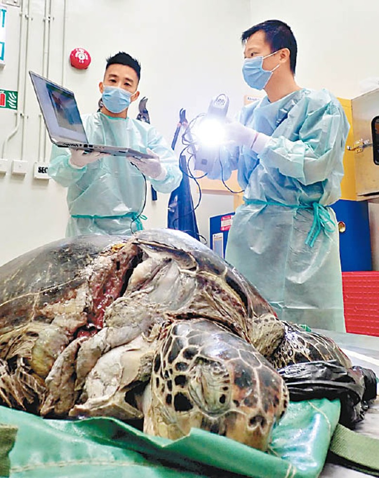 研究組日前解剖綠海龜屍體。（受訪者提供）