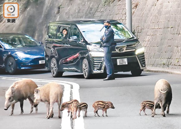 野豬走出馬路阻礙交通。（張世洋攝）
