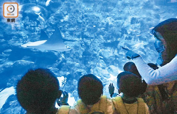 海關檢獲的瀕危物種魚類，部分由海洋公園照顧，與其他魚類共存。