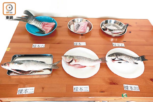 本報購入6款常食淡水魚樣本並交由專家檢測微生物含量，結果發現全部含乙型鏈球菌。